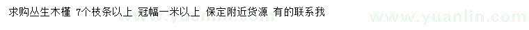 求購叢生木槿