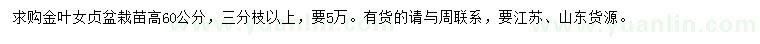 求購高60公分金葉女貞