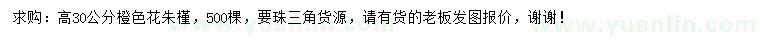 求購高30公分朱槿