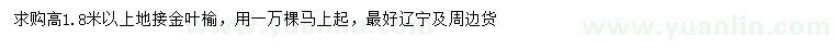 求購高1.8米以上金葉榆