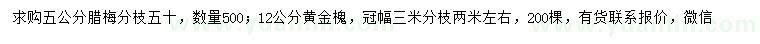 求購(gòu)5公分臘梅、12公分黃金槐