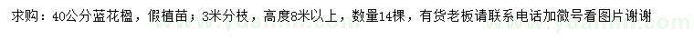 求購40公分藍(lán)花楹