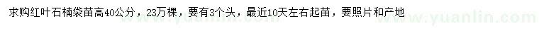求購高40公分紅葉石楠