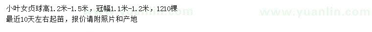 求購高1.2-1.5米小葉女貞球
