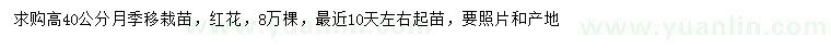 求購高40公分月季