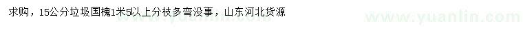 求購15公分國槐