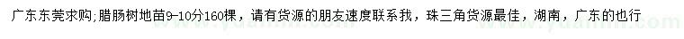 求購9-10公分臘腸樹