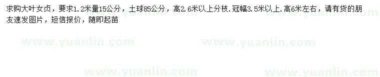求購高6米左右大葉女貞