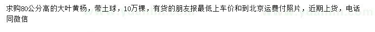 求購高80公分大葉黃楊