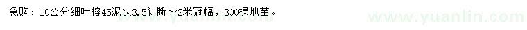 求購10公分細(xì)葉榕