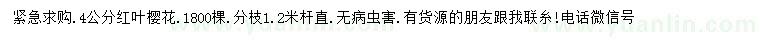 求購4公分紅葉櫻花