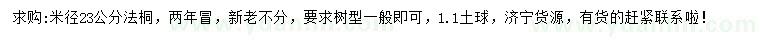求購米徑23公分法桐
