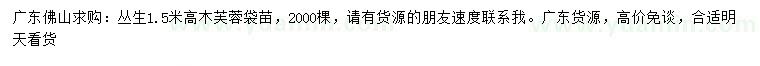 求購高1.5米叢生木芙蓉