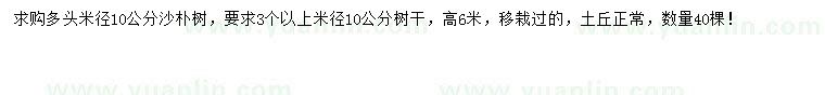 求購米徑10公分沙樸樹