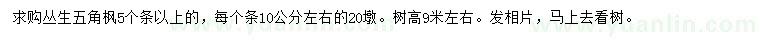 求購叢生五角楓