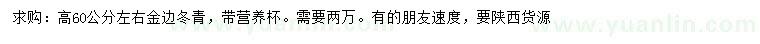 求購高60公分金邊冬青