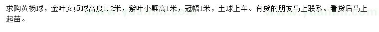求購黃楊球、金葉女貞球、紫葉小檗