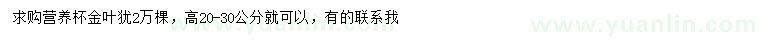 求購高20-30公分金葉猶