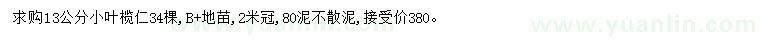 求購13公分小葉欖仁