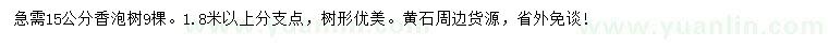 求購15公分香泡樹(shù)