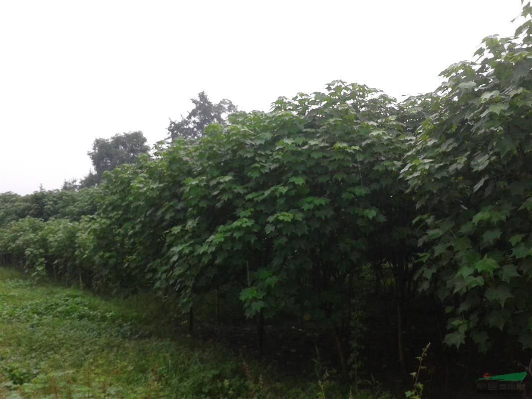 供應(yīng)單桿木芙蓉/醉芙蓉 木芙蓉基地 湖北/四川