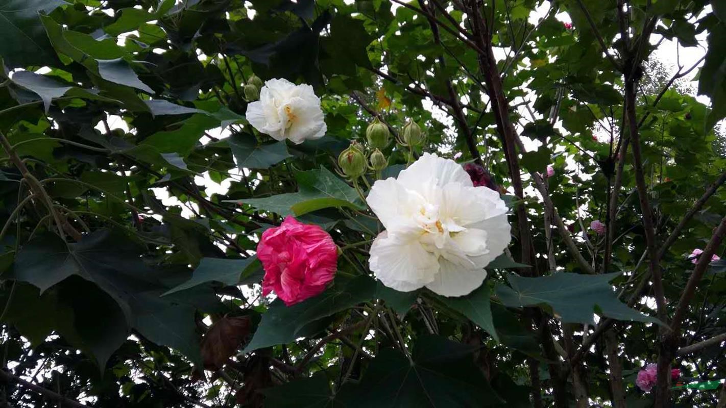 供應(yīng)單桿木芙蓉/醉芙蓉 木芙蓉基地 湖北/四川