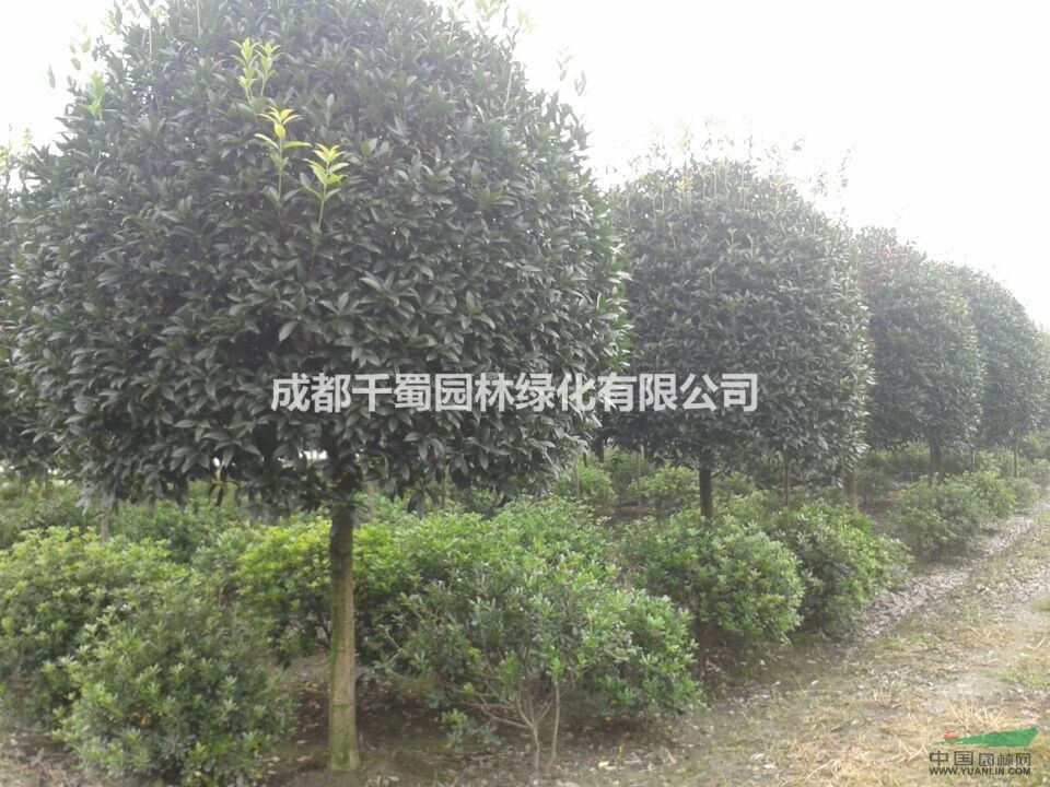 高分枝桂花 中等樹形桂花 桂花價格 綠化工程