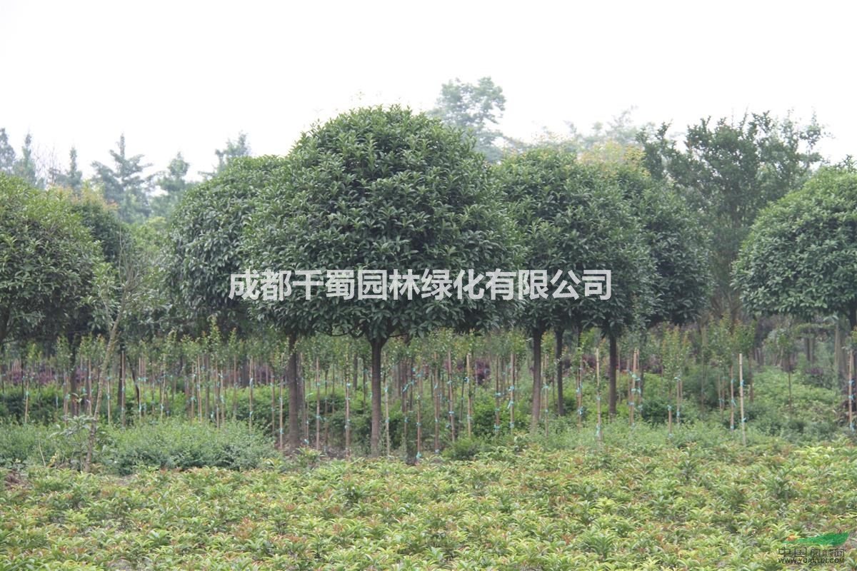 高分枝桂花 中等樹形桂花 桂花價格 綠化工程