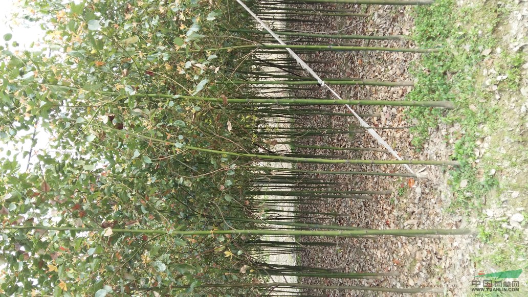 香樟，櫸樹，樸樹，紅葉李，弗吉尼亞悚，垂柳，合歡，欒樹，女貞