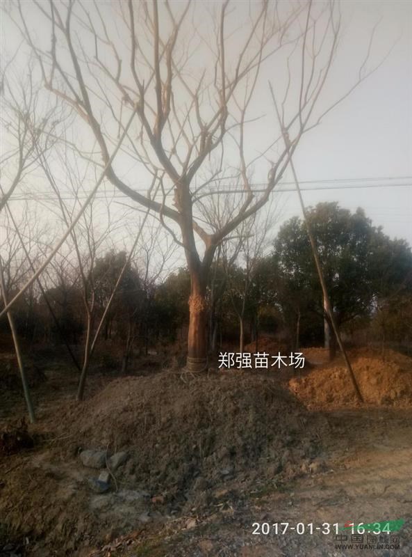 出售10--25公分無患子，
