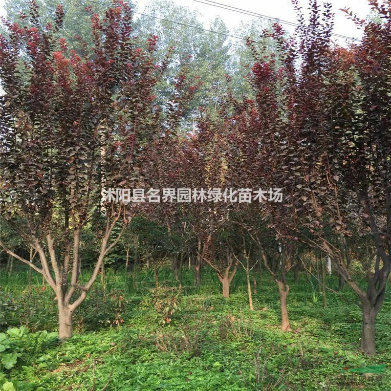 供應(yīng) 紅葉李 基地直銷