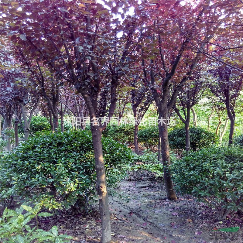 供應(yīng) 紅葉李 基地直銷