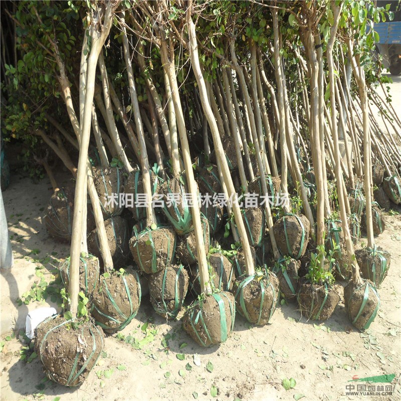 綠化工程花卉  紅花紫薇 大小規(guī)格齊全
