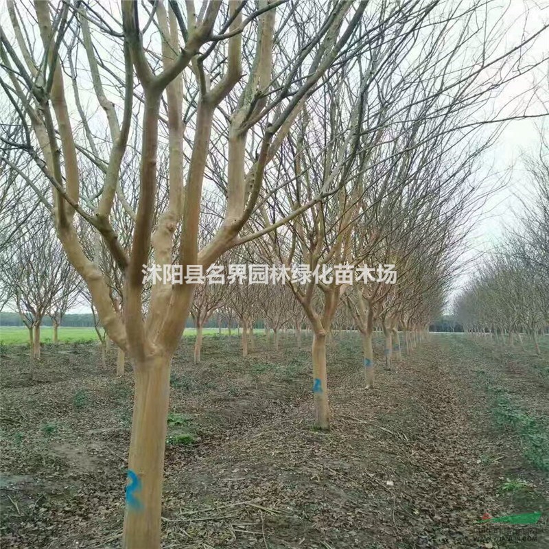 綠化工程花卉  紅花紫薇 大小規(guī)格齊全