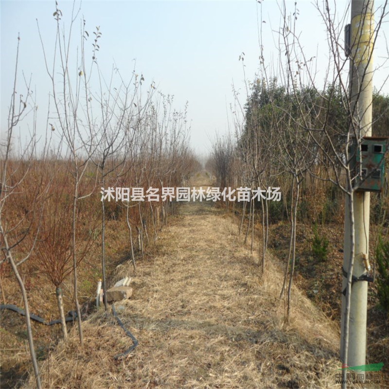供應(yīng) 木瓜樹