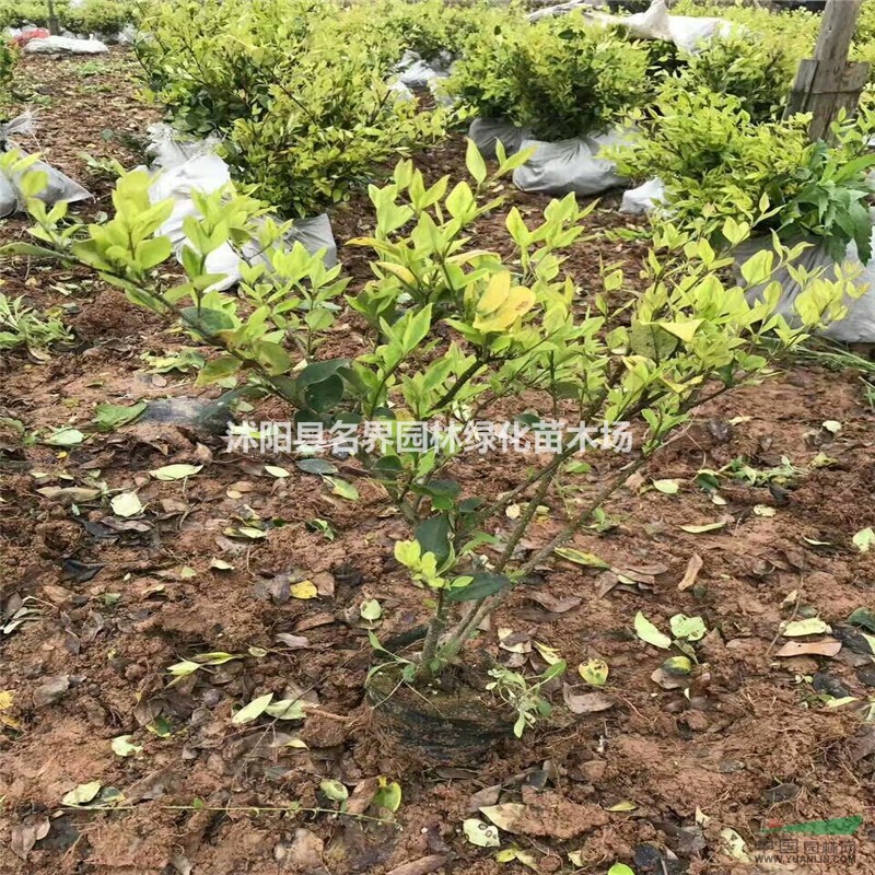 綠化苗 金森女貞 金森女貞小苗 園林綠化苗