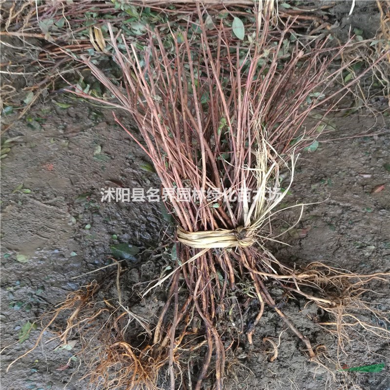 【苗圃直銷】金絲桃小苗 金絲桃基地 金絲桃苗 