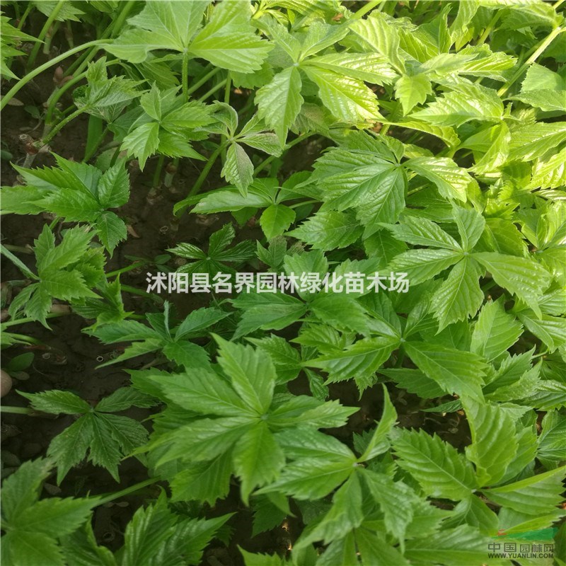 攀援植物 【爬山虎】 爬藤植物 爬墻高手