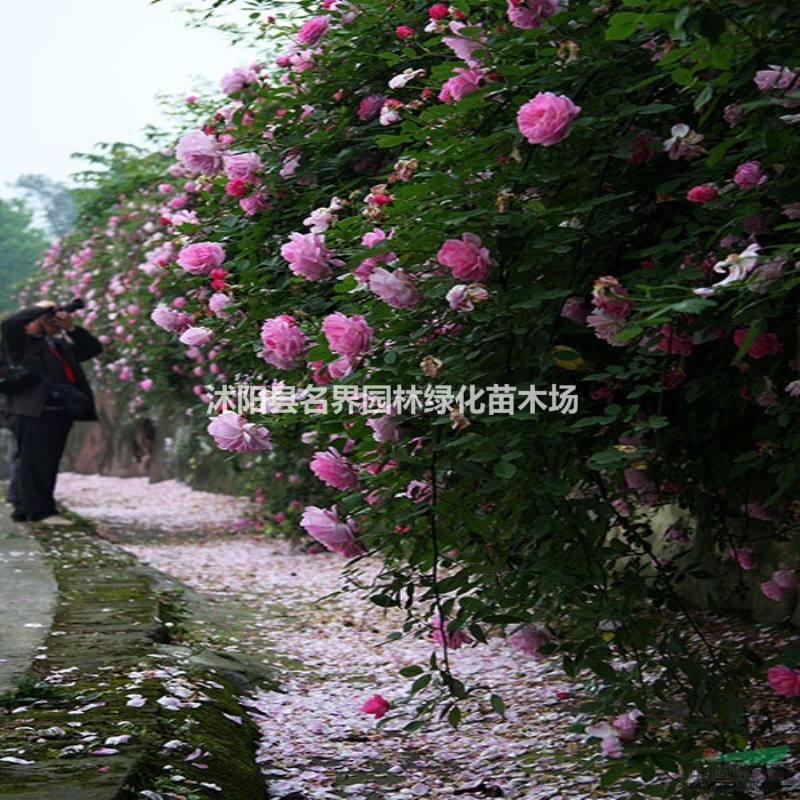 薔薇苗 無刺多花薔薇花苗 爬藤盆栽植物 220天循環(huán)開花苗