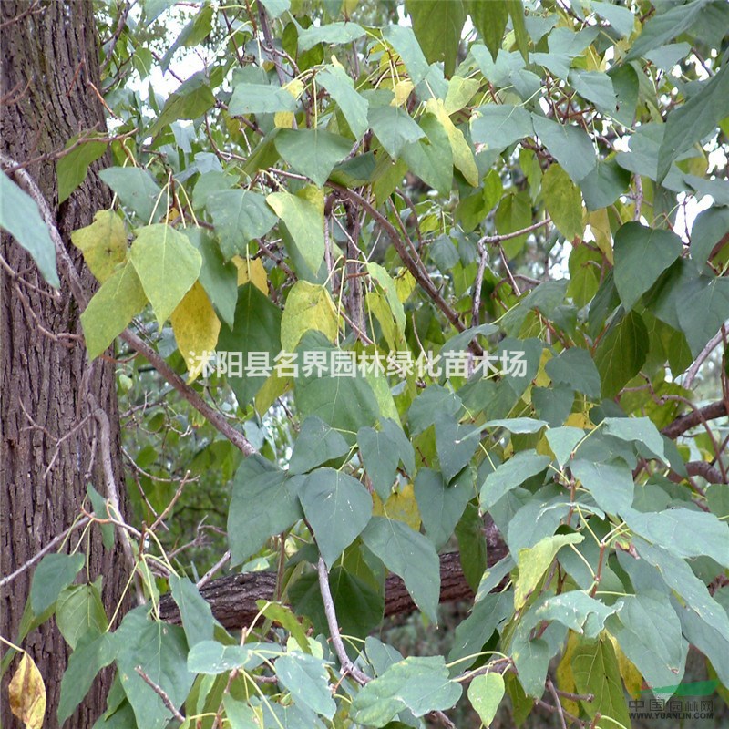 供應楸樹