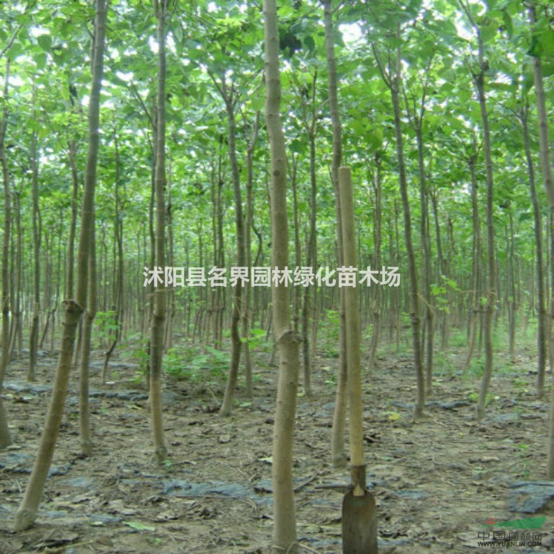 供應楸樹