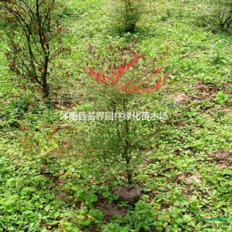 供應(yīng)南天竹 