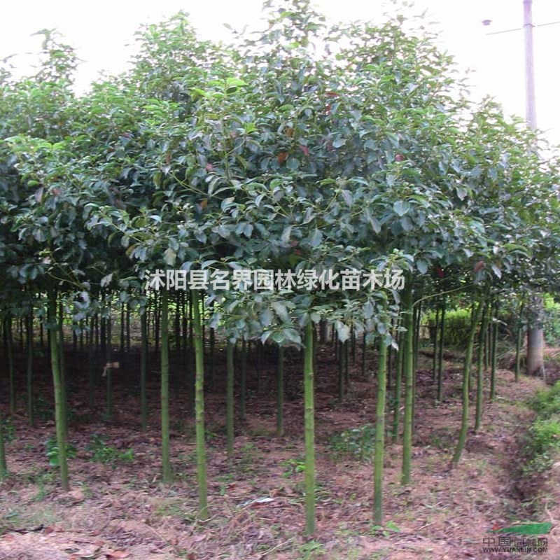 香樟 香樟樹(shù)苗 香樟小苗 小葉香樟苗 香樟基地 四季常青