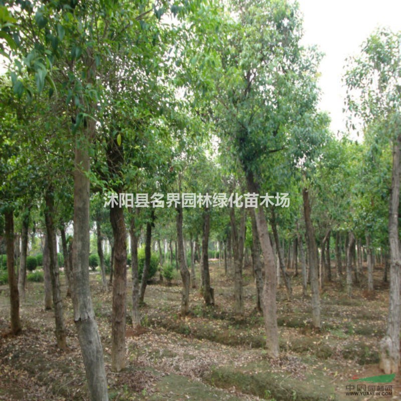 香樟 香樟樹(shù)苗 香樟小苗 小葉香樟苗 香樟基地 四季常青