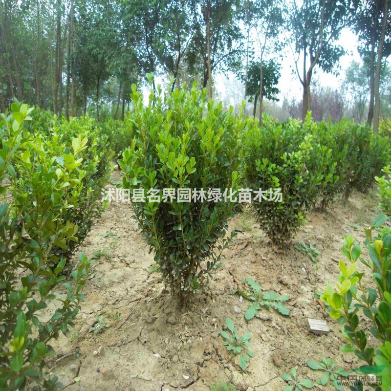 綠籬色塊類用苗 常綠植物 小葉黃楊