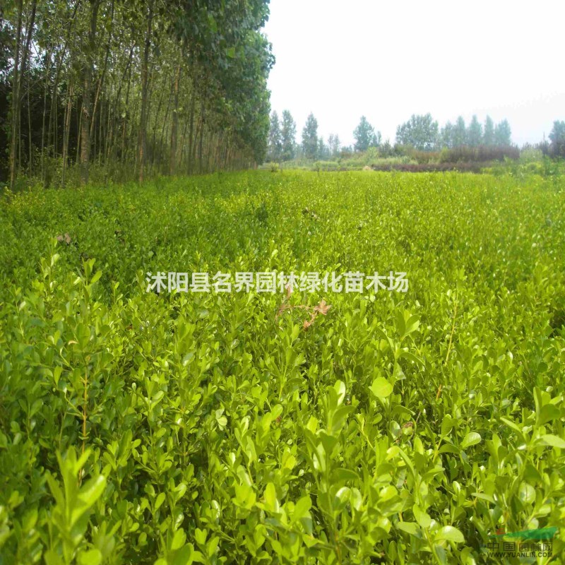 綠籬色塊類用苗 常綠植物 小葉黃楊