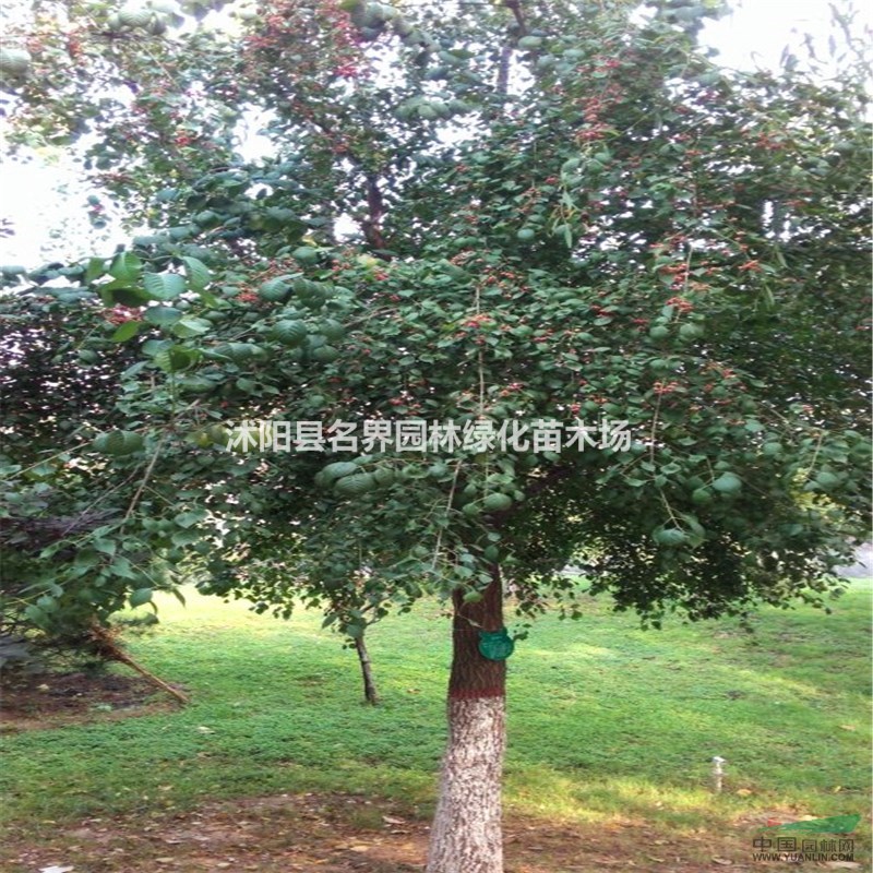 供應(yīng)絲棉木