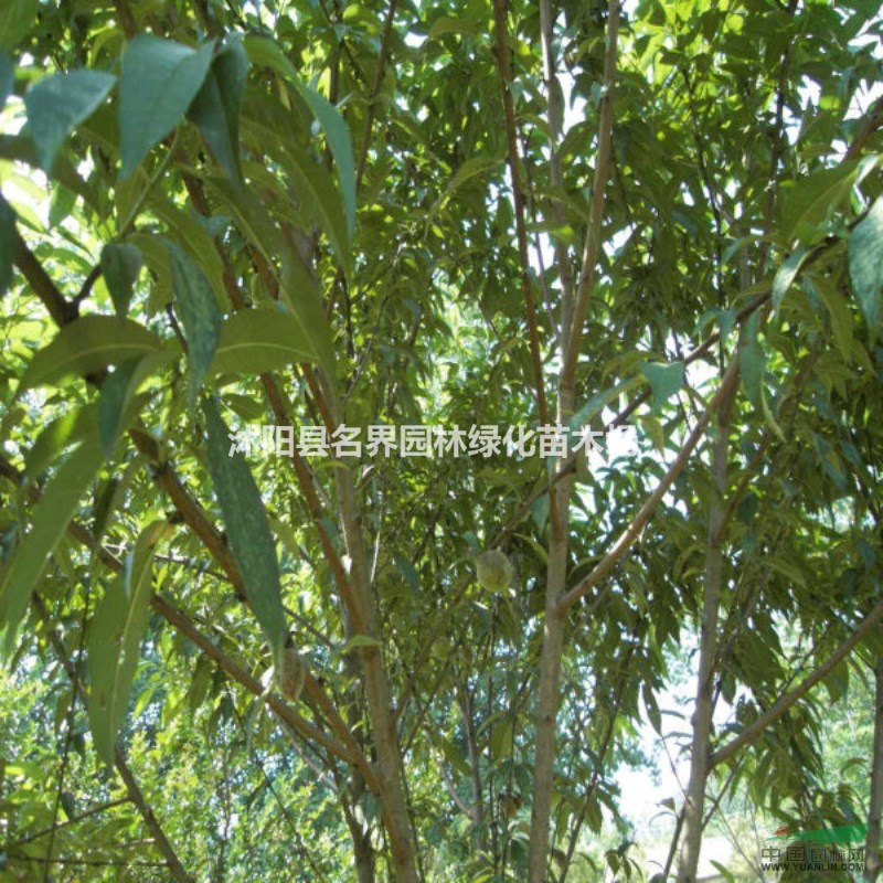 桃樹 果樹苗  地栽/盆栽 當(dāng)年結(jié)果 好成活