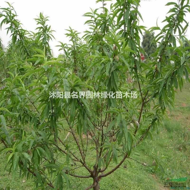 桃樹 果樹苗  地栽/盆栽 當(dāng)年結(jié)果 好成活