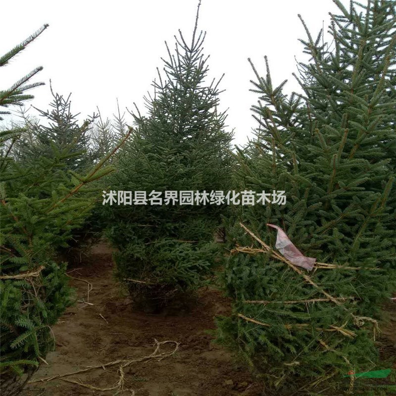 供應(yīng)云杉